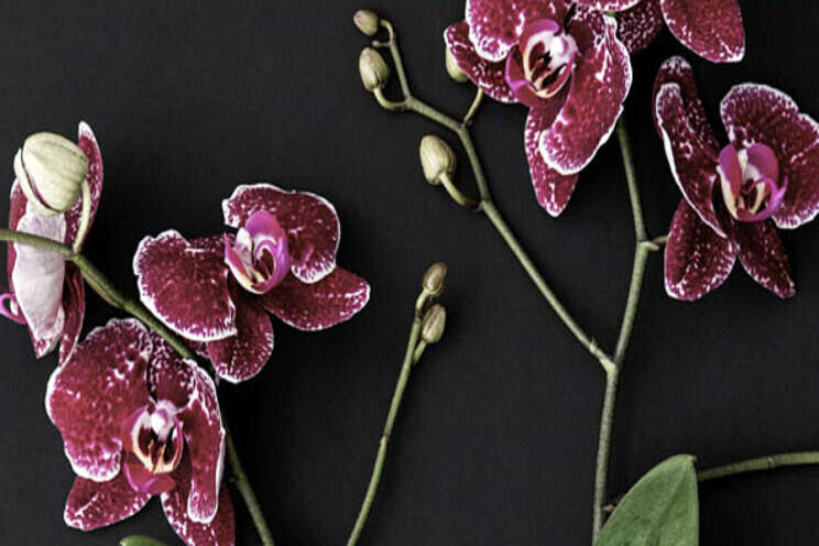 Nieuwe orchideeën-plug getoond op HortiContact Nieuwe orchideeën-plug getoond op HortiContact