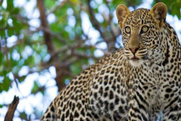African Breeze helpt bij bescherming dieren Afrika African Breeze helpt bij bescherming dieren Afrika