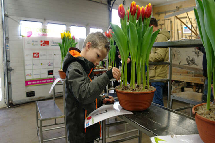 Tulpenkeurseizoen is alweer over de helft Tulpenkeurseizoen is alweer over de helft