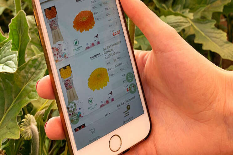 Holstein Flowers lanceert eigen webshop-app Holstein Flowers lanceert eigen webshop-app