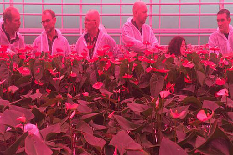 Ongekend snelle groei potanthurium in demokas Ongekend snelle groei potanthurium in demokas