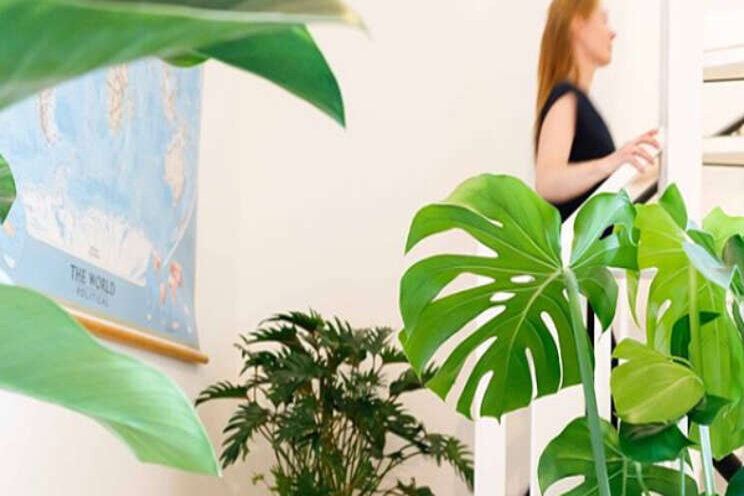 MDK Plants & Decorations wil groeien in potplanten MDK Plants & Decorations wil groeien in potplanten