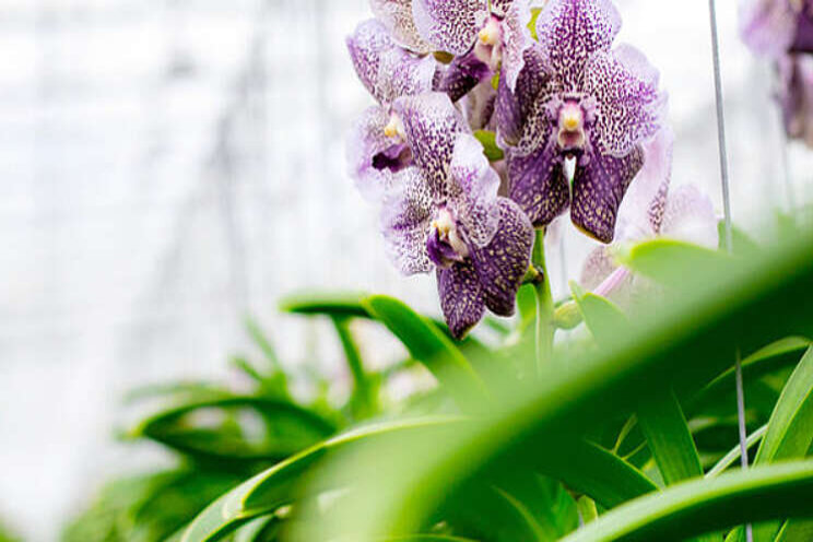 Nieuwe deelnemer sluit aan bij Orchid Inspiration Days Nieuwe deelnemer sluit aan bij Orchid Inspiration Days