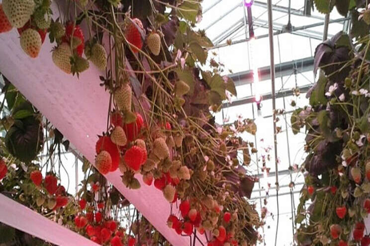 Potentie LED in aardbei bij productie, strekking lastig Potentie LED in aardbei bij productie, strekking lastig