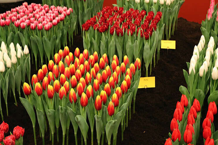 Laatste Westerkoggeflora in het teken van tulpen