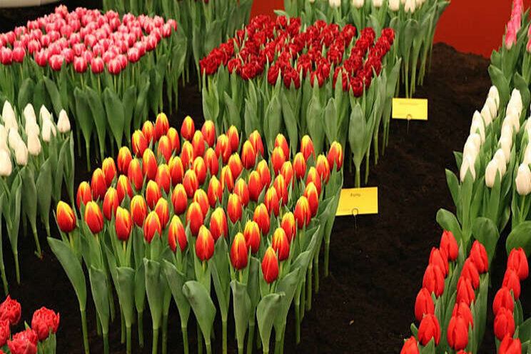 Laatste Westerkoggeflora in het teken van tulpen Laatste Westerkoggeflora in het teken van tulpen