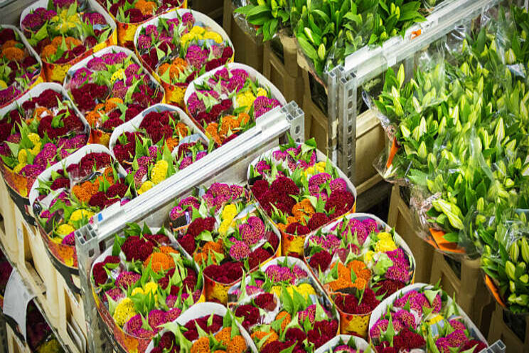 FloraHolland kiest groene stroom en zonnepanelen FloraHolland kiest groene stroom en zonnepanelen
