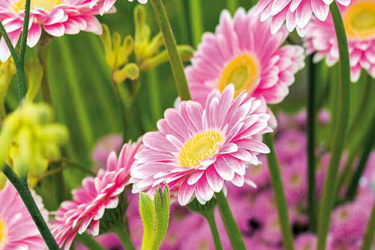 Gerbera warmer telen met LED gaat vooralsnog uitstekend Gerbera warmer telen met LED gaat vooralsnog uitstekend