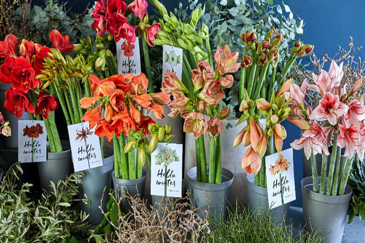 Amaryllis pop-stores in Duitsland en Nederland Amaryllis pop-stores in Duitsland en Nederland
