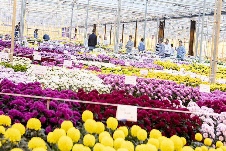 Deliflor bloeiproeven 2020: kleurrijk, vleugje nostalgie Deliflor bloeiproeven 2020: kleurrijk, vleugje nostalgie