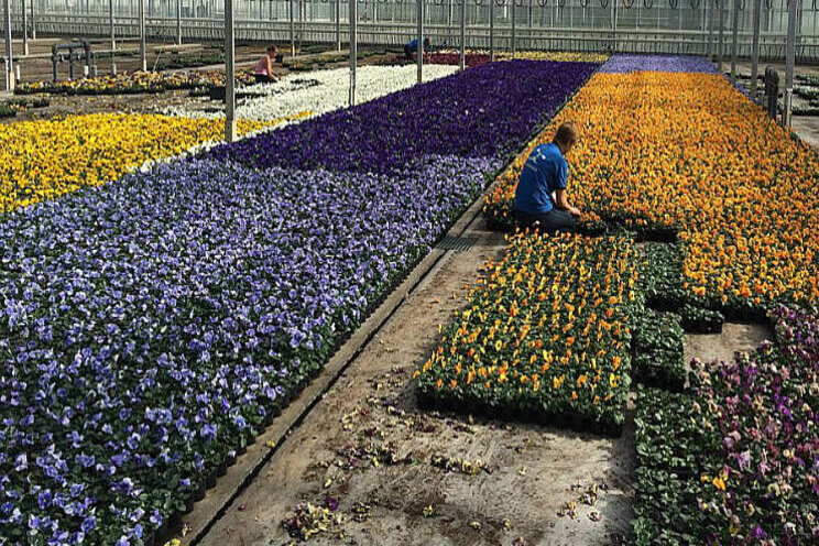 Academy-groep focust op fossielvrije plantenteelt Academy-groep focust op fossielvrije plantenteelt