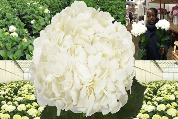 Blooming Innovations levert witte Ice Age Blooming Innovations levert witte Ice Age