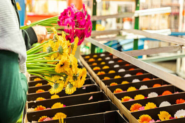 Gerbera United verbetert verkoop met Codema Gerbera United verbetert verkoop met Codema