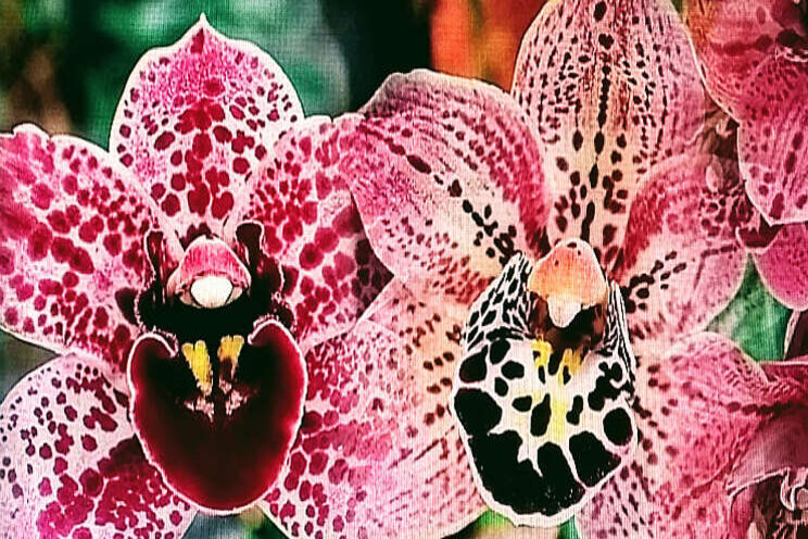 Orchideeën expositie Orchideeën expositie